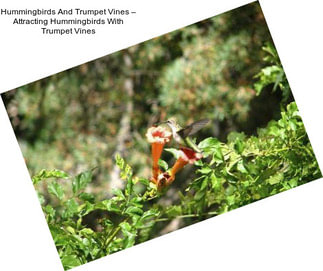 Hummingbirds And Trumpet Vines – Attracting Hummingbirds With Trumpet Vines
