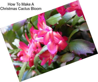 How To Make A Christmas Cactus Bloom