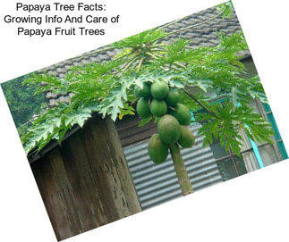 Papaya Tree Facts: Growing Info And Care of Papaya Fruit Trees