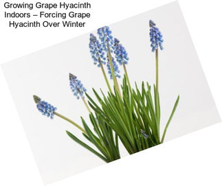 Growing Grape Hyacinth Indoors – Forcing Grape Hyacinth Over Winter