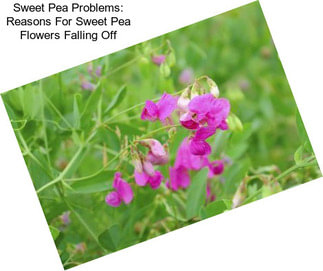 Sweet Pea Problems: Reasons For Sweet Pea Flowers Falling Off