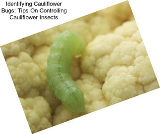 Identifying Cauliflower Bugs: Tips On Controlling Cauliflower Insects