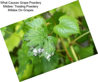 What Causes Grape Powdery Mildew: Treating Powdery Mildew On Grapes