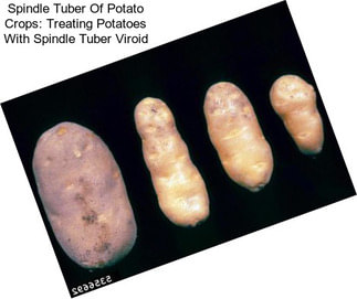 Spindle Tuber Of Potato Crops: Treating Potatoes With Spindle Tuber Viroid