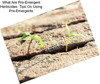 What Are Pre-Emergent Herbicides: Tips On Using Pre-Emergents