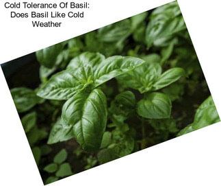 Cold Tolerance Of Basil: Does Basil Like Cold Weather