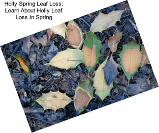 Holly Spring Leaf Loss: Learn About Holly Leaf Loss In Spring