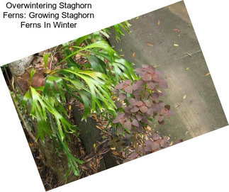 Overwintering Staghorn Ferns: Growing Staghorn Ferns In Winter