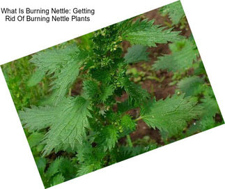 What Is Burning Nettle: Getting Rid Of Burning Nettle Plants