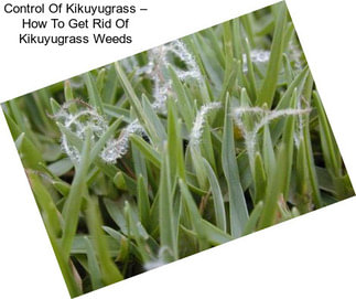 Control Of Kikuyugrass – How To Get Rid Of Kikuyugrass Weeds
