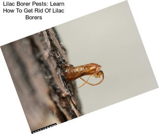 Lilac Borer Pests: Learn How To Get Rid Of Lilac Borers