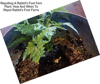 Repotting A Rabbit\'s Foot Fern Plant: How And When To Repot Rabbit\'s Foot Ferns