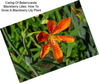 Caring Of Belamcanda Blackberry Lilies: How To Grow A Blackberry Lily Plant