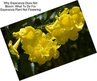 Why Esperanza Does Not Bloom: What To Do For Esperanza Plant Not Flowering