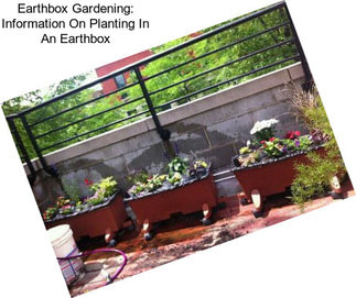 Earthbox Gardening: Information On Planting In An Earthbox
