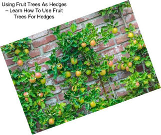 Using Fruit Trees As Hedges – Learn How To Use Fruit Trees For Hedges