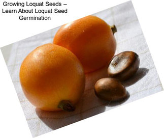 Growing Loquat Seeds – Learn About Loquat Seed Germination