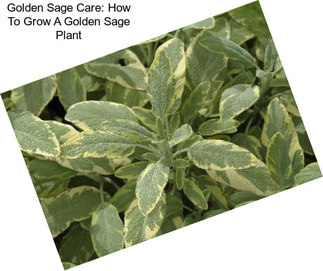 Golden Sage Care: How To Grow A Golden Sage Plant