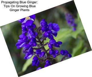 Propagating Blue Ginger: Tips On Growing Blue Ginger Plants