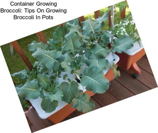 Container Growing Broccoli: Tips On Growing Broccoli In Pots