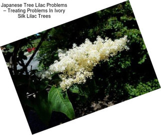 Japanese Tree Lilac Problems – Treating Problems In Ivory Silk Lilac Trees