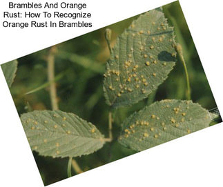 Brambles And Orange Rust: How To Recognize Orange Rust In Brambles