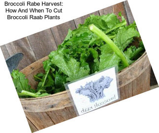 Broccoli Rabe Harvest: How And When To Cut Broccoli Raab Plants