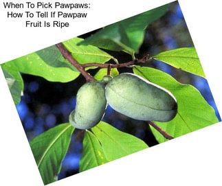 When To Pick Pawpaws: How To Tell If Pawpaw Fruit Is Ripe