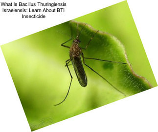 What Is Bacillus Thuringiensis Israelensis: Learn About BTI Insecticide