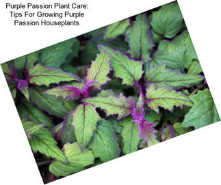 Purple Passion Plant Care: Tips For Growing Purple Passion Houseplants