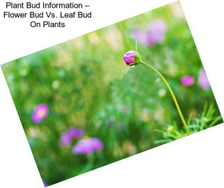 Plant Bud Information – Flower Bud Vs. Leaf Bud On Plants