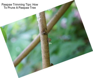 Pawpaw Trimming Tips: How To Prune A Pawpaw Tree