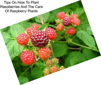 Tips On How To Plant Raspberries And The Care Of Raspberry Plants