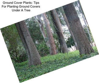 Ground Cover Plants: Tips For Planting Ground Covers Under A Tree