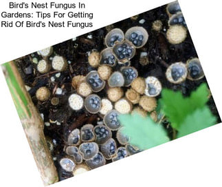 Bird\'s Nest Fungus In Gardens: Tips For Getting Rid Of Bird\'s Nest Fungus