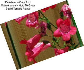 Penstemon Care And Maintenance – How To Grow Beard Tongue Plants