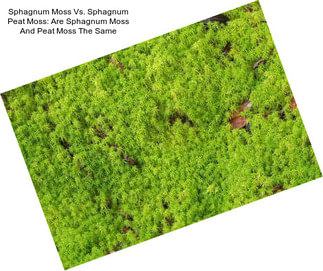 Sphagnum Moss Vs. Sphagnum Peat Moss: Are Sphagnum Moss And Peat Moss The Same