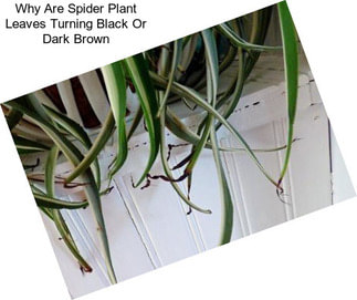 Why Are Spider Plant Leaves Turning Black Or Dark Brown