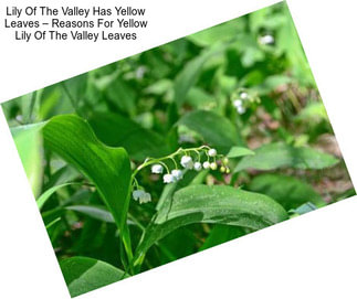 Lily Of The Valley Has Yellow Leaves – Reasons For Yellow Lily Of The Valley Leaves