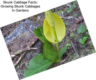 Skunk Cabbage Facts: Growing Skunk Cabbages In Gardens