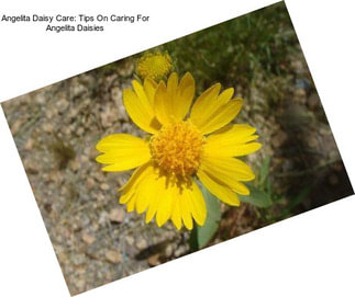 Angelita Daisy Care: Tips On Caring For Angelita Daisies