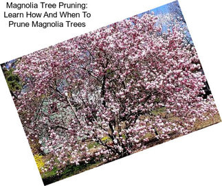 Magnolia Tree Pruning: Learn How And When To Prune Magnolia Trees