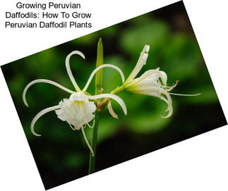 Growing Peruvian Daffodils: How To Grow Peruvian Daffodil Plants