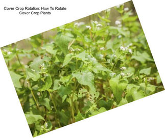 Cover Crop Rotation: How To Rotate Cover Crop Plants
