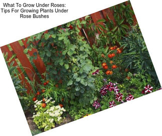 What To Grow Under Roses: Tips For Growing Plants Under Rose Bushes