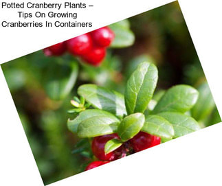 Potted Cranberry Plants – Tips On Growing Cranberries In Containers