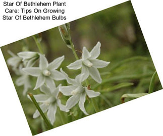 Star Of Bethlehem Plant Care: Tips On Growing Star Of Bethlehem Bulbs