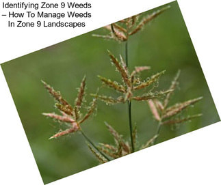 Identifying Zone 9 Weeds – How To Manage Weeds In Zone 9 Landscapes