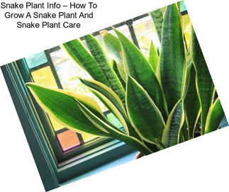 Snake Plant Info – How To Grow A Snake Plant And Snake Plant Care