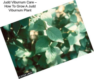 Judd Viburnum Care – How To Grow A Judd Viburnum Plant